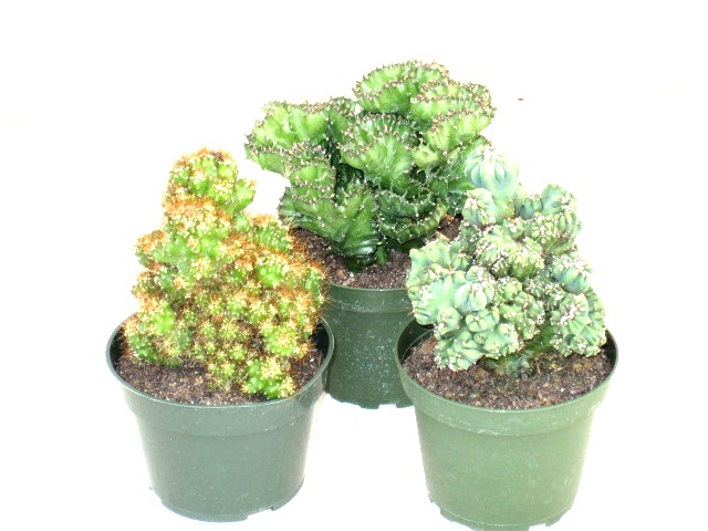 4" Cactus Crested and Montrosus - Click Image to Close